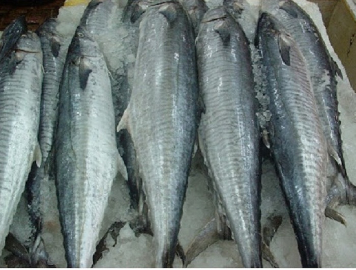 CÁ THU - Hình ảnh 2