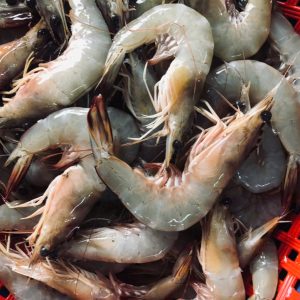 tôm he quảng ninh