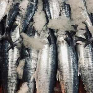 cá thu quảng ninh