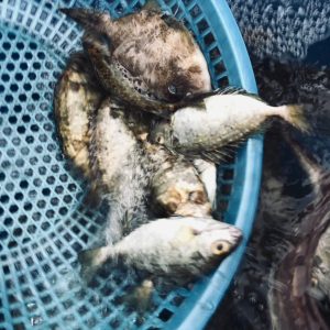 cá rìa quảng ninh