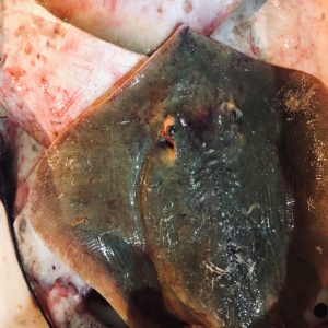 cá đuối quảng ninh