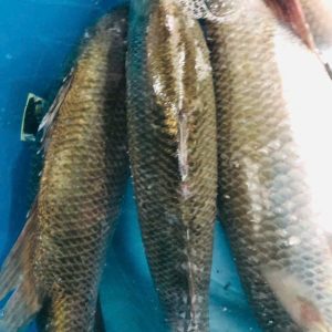 cá vược quảng ninh