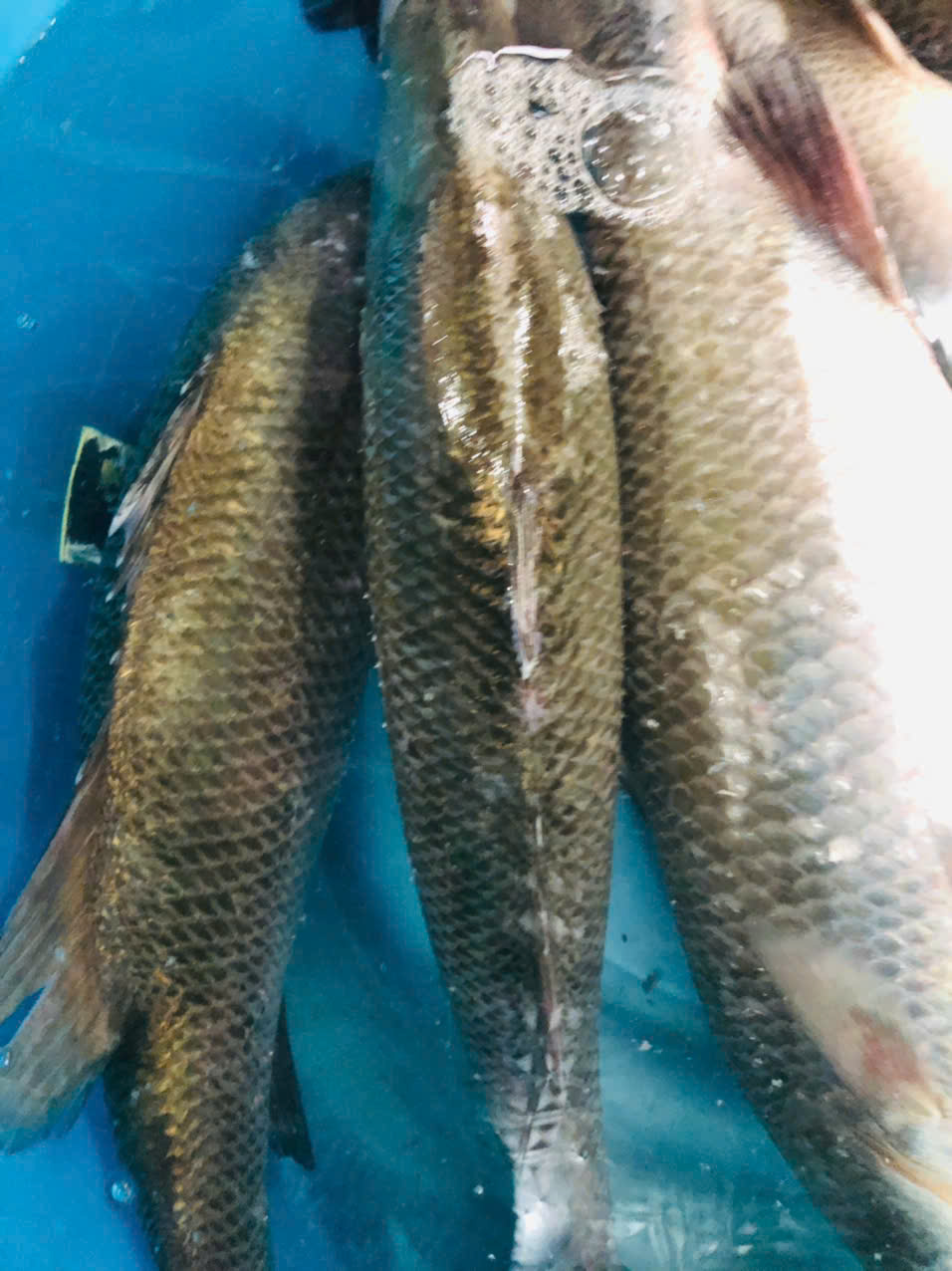 cá vược quảng ninh